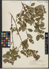 Foto von Salix starkeana Willd.